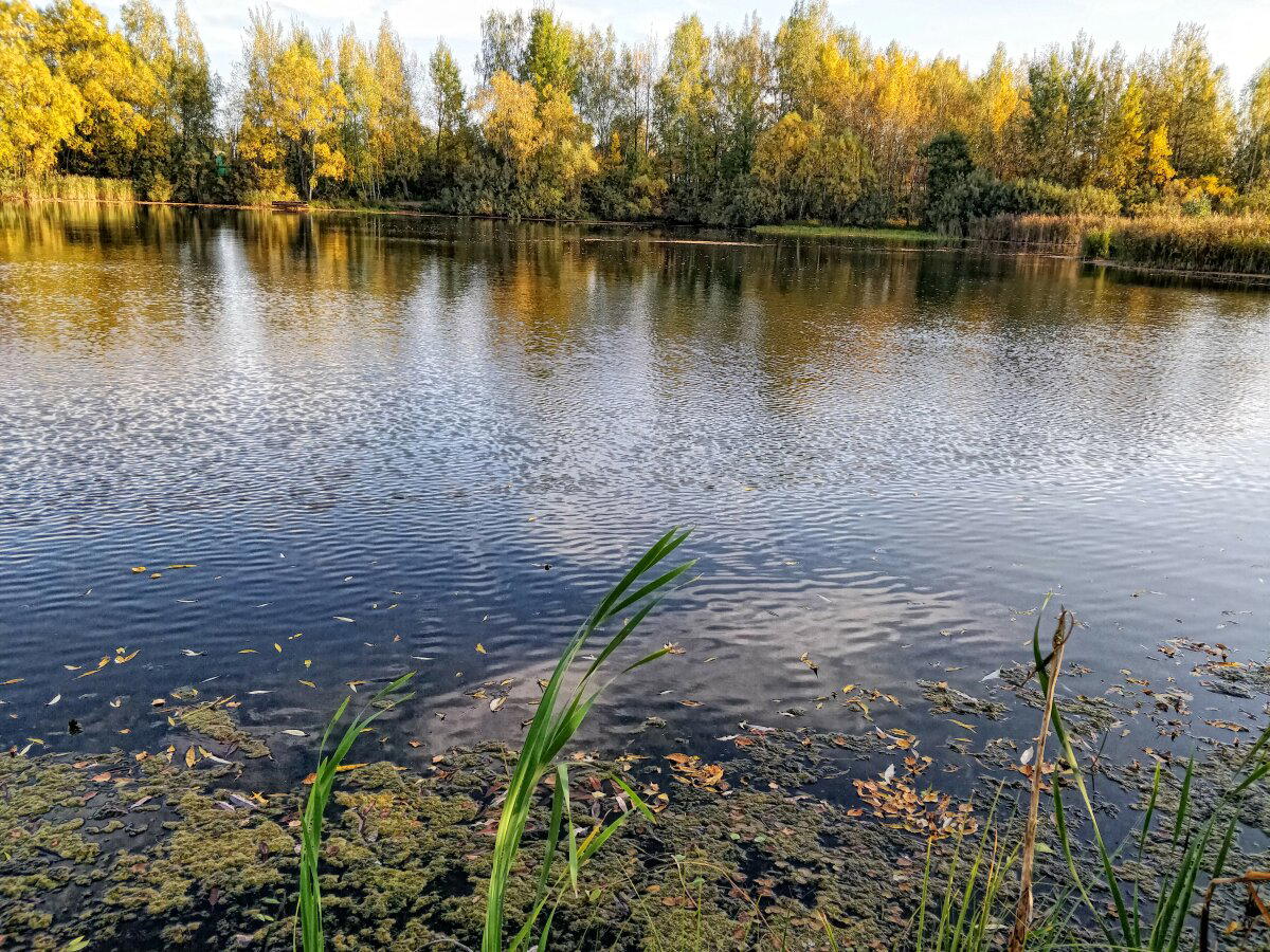Красота
