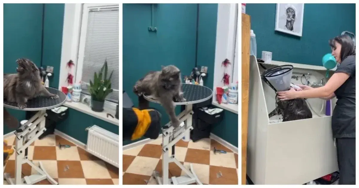 Купание жизнерадостного котика