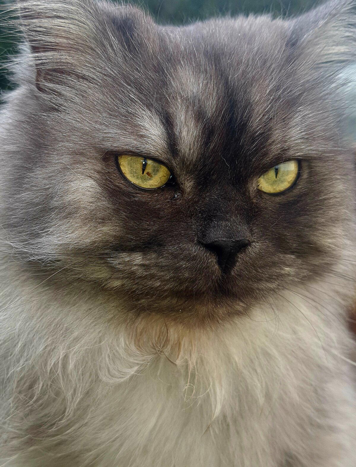 Кот МИШКА.