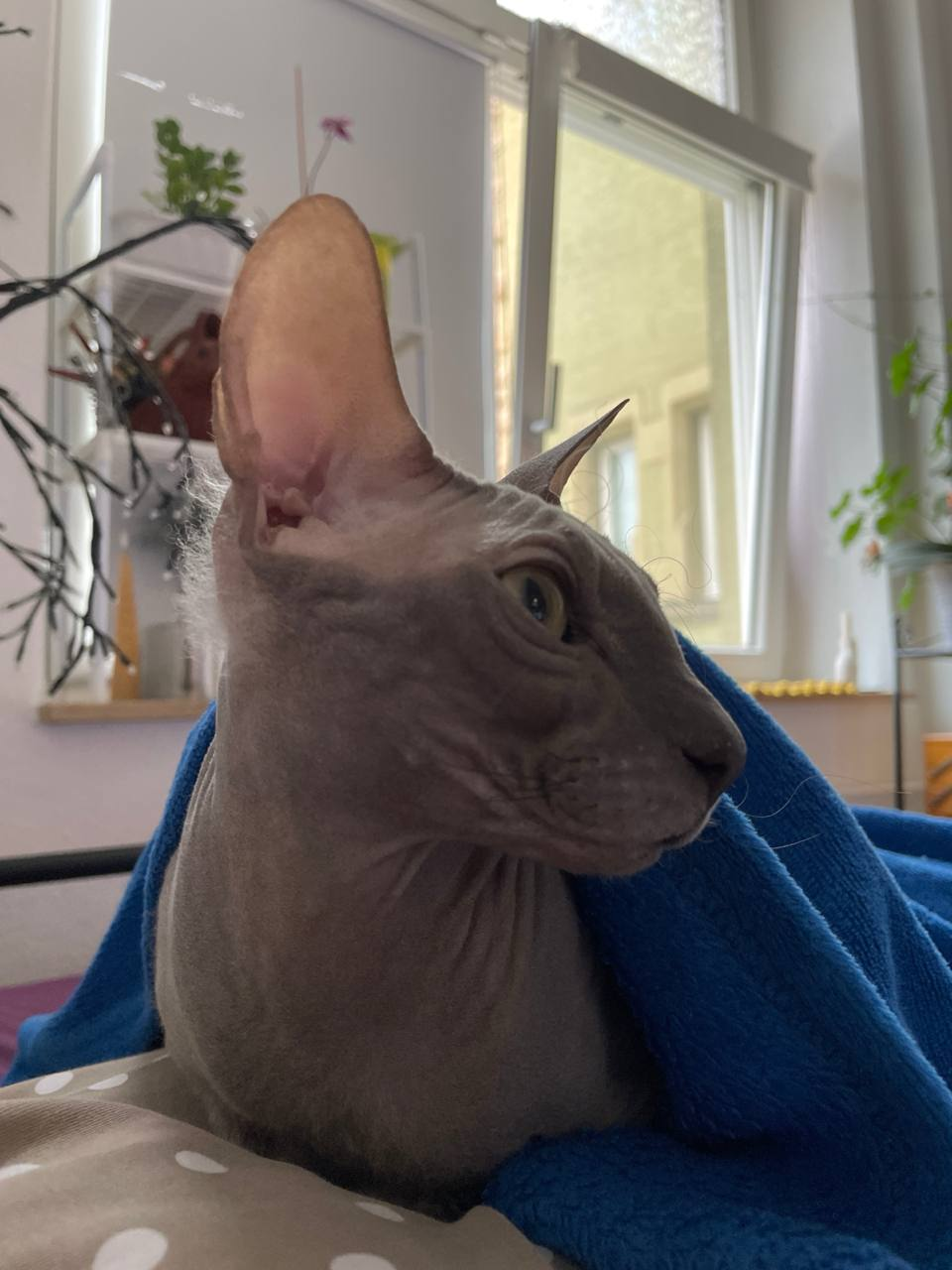 Блохотензия плотоядная