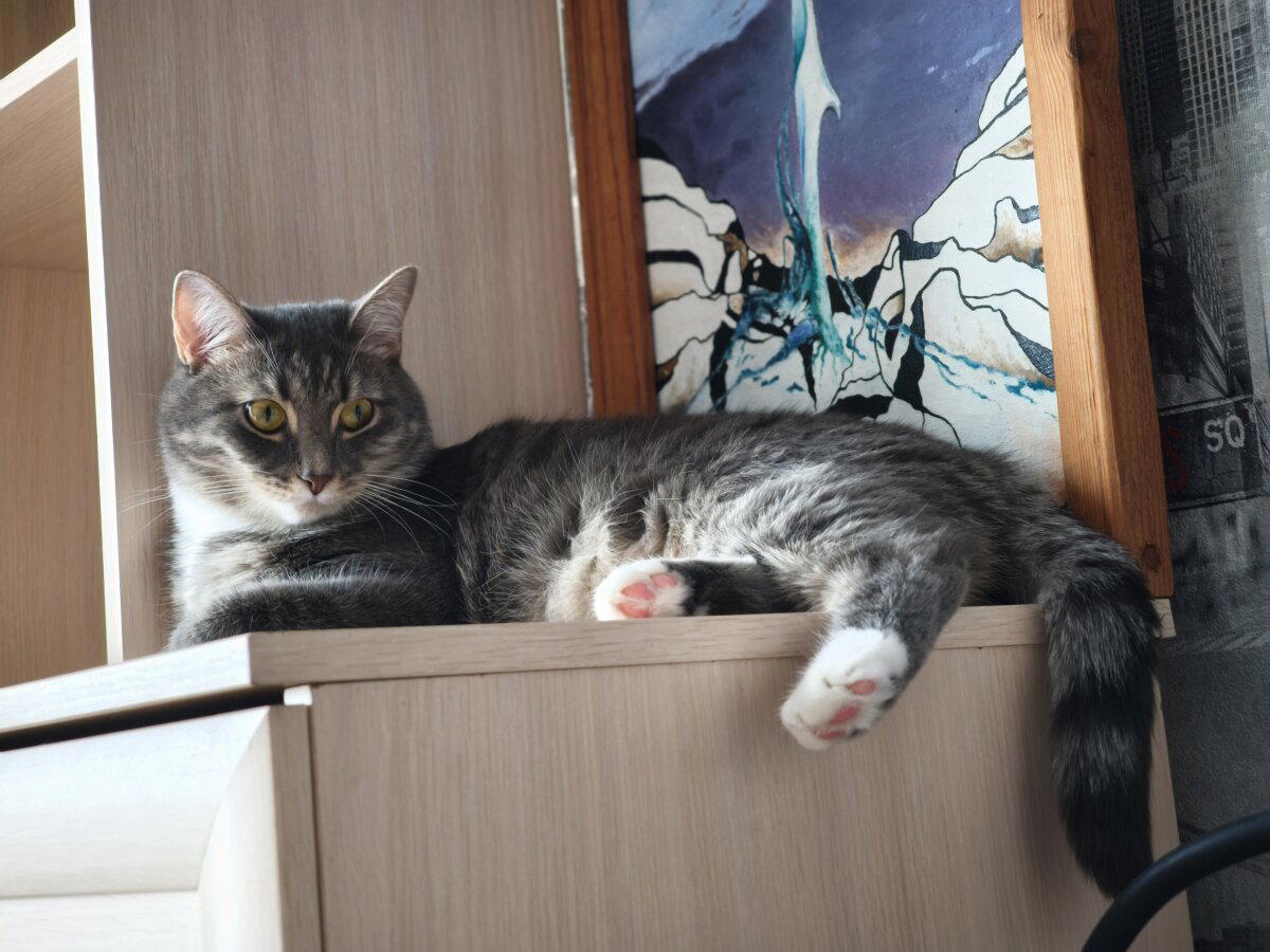 Кошечка