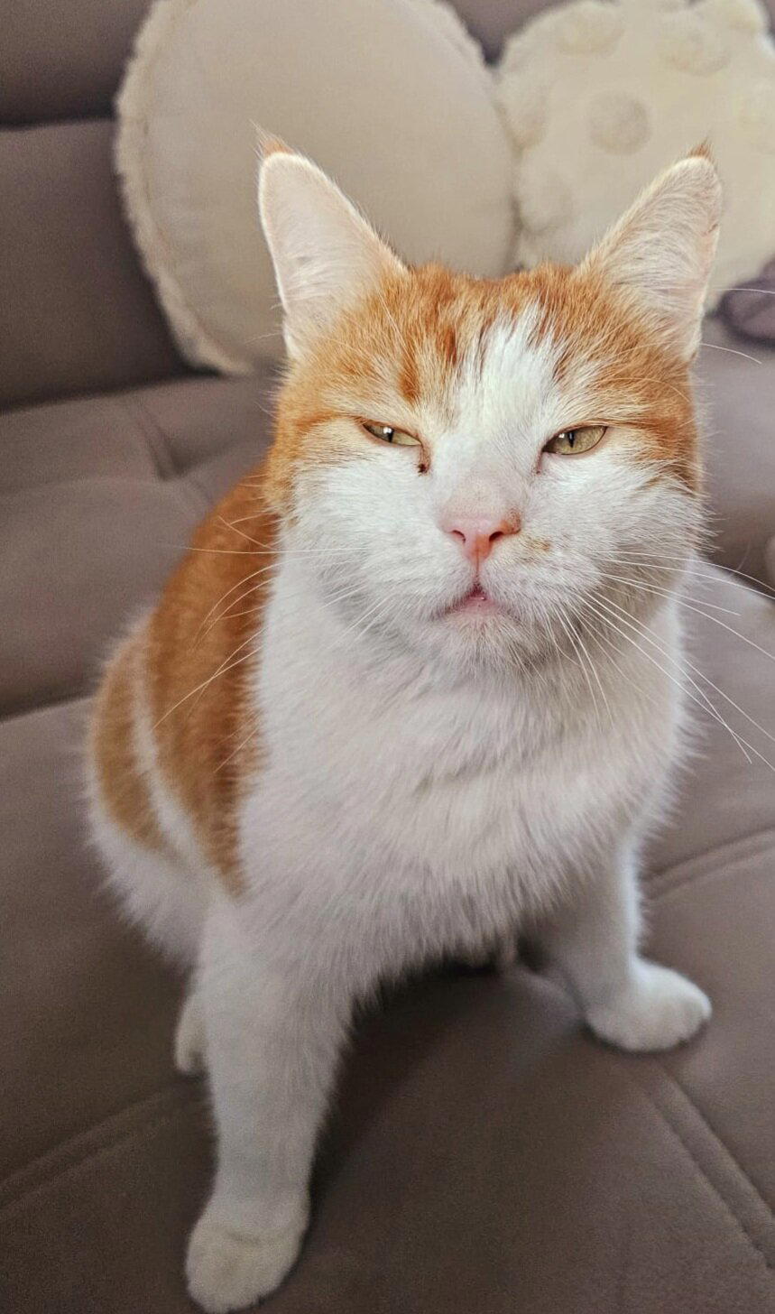 А вы уже Покормили КОТА?
