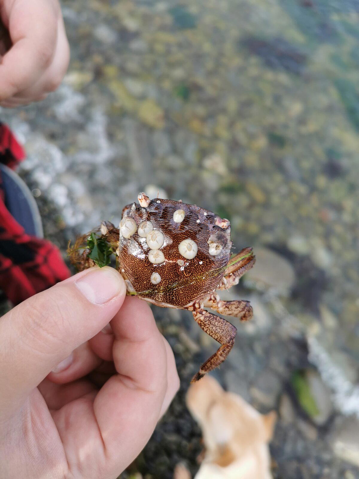 Морские жёлуди