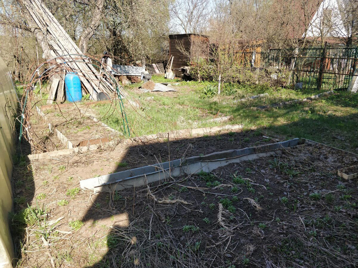 Виноград почти одичал, никто его не обрезал