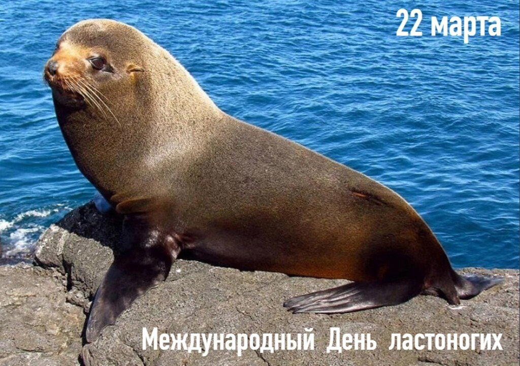 Международный день ластоногих