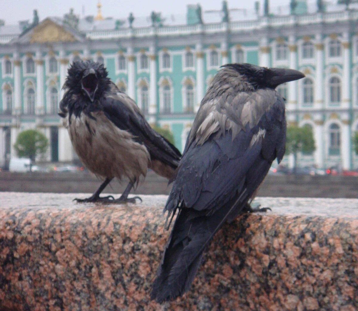 Серая ворона