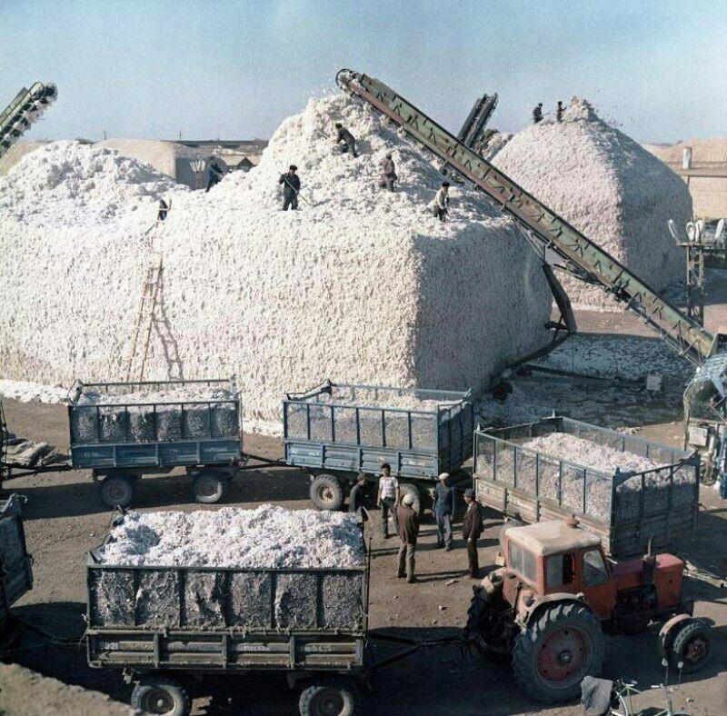 Укладка хлопка в бурты на пункте сбора, Туркменская ССР, 1987 год.