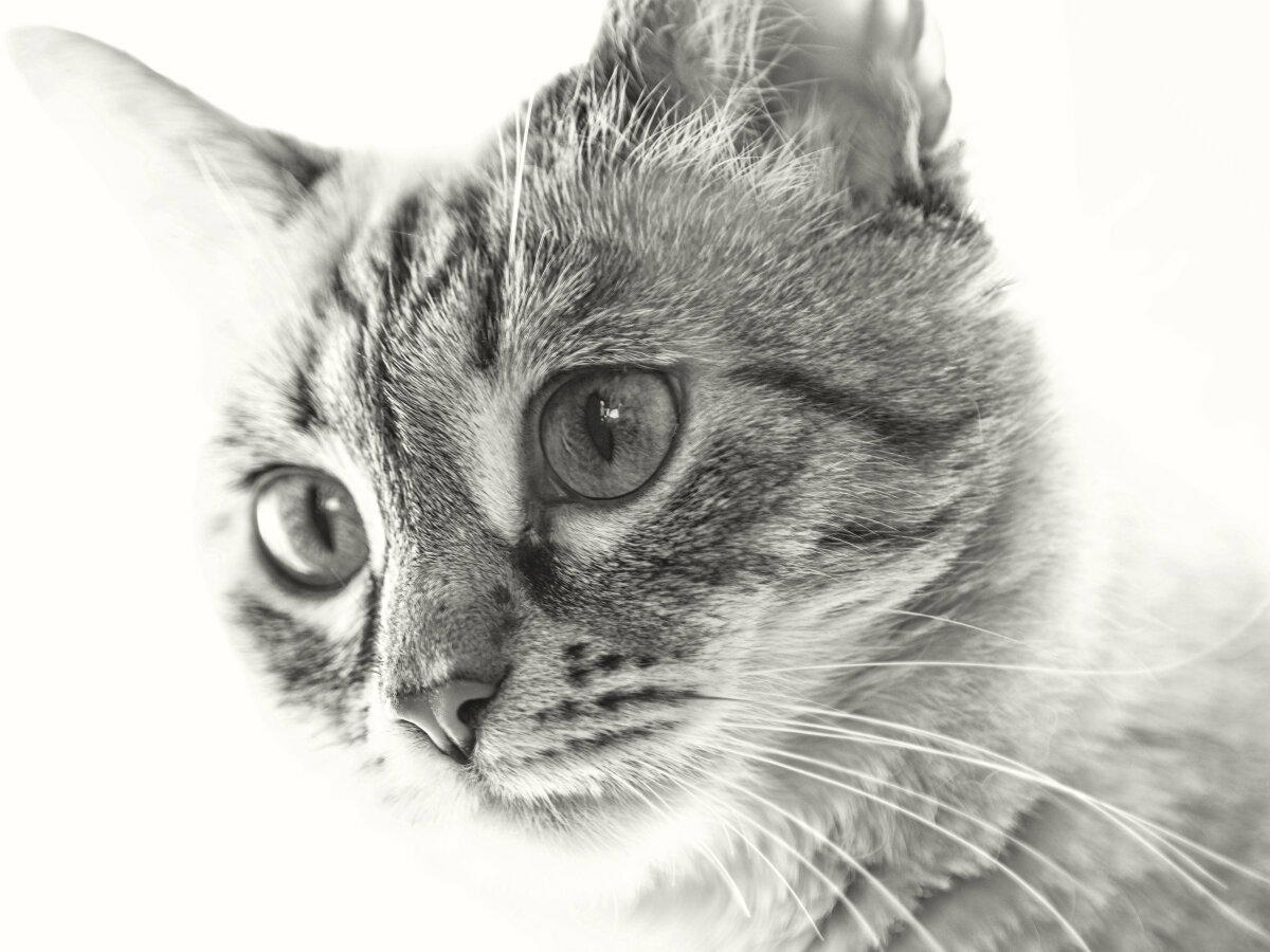 ttartisan 60  macro + Olympus epl 7