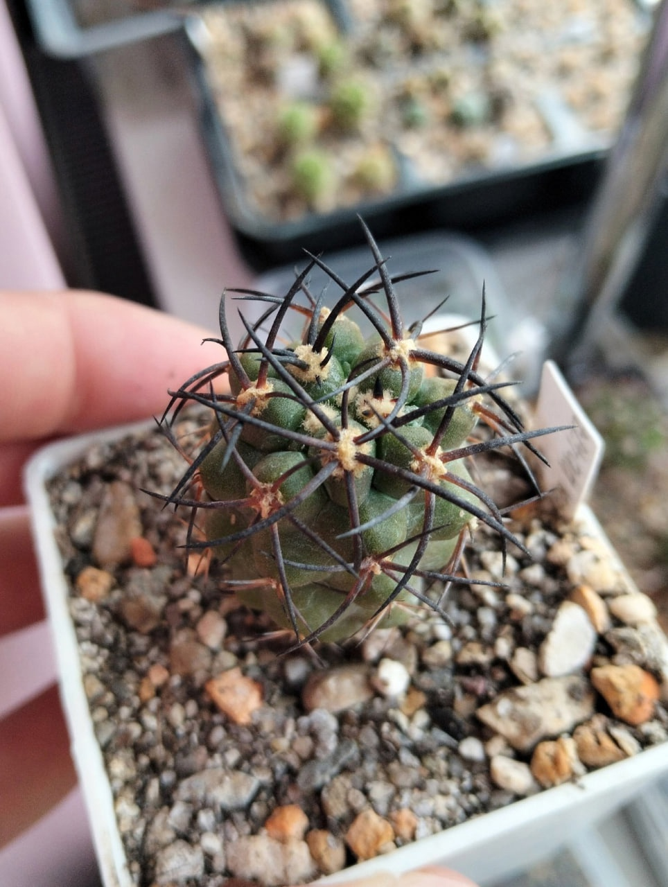 Korben Copiapoa Club