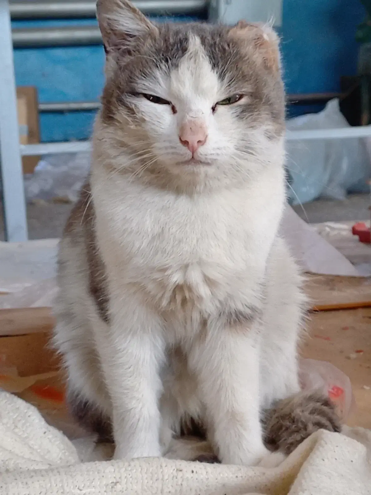 Котик выглядел очень брутально. Уха не было изначально<br>