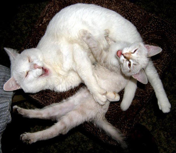 Кошачья Любовь?