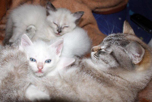 Кошачья Любовь?