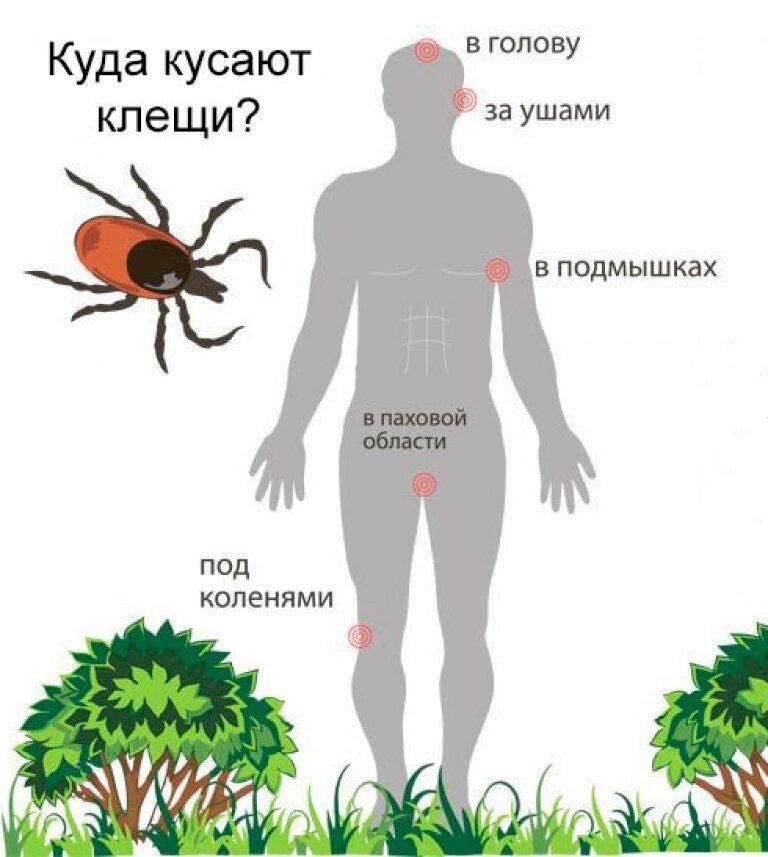 Как атакуют клещи?