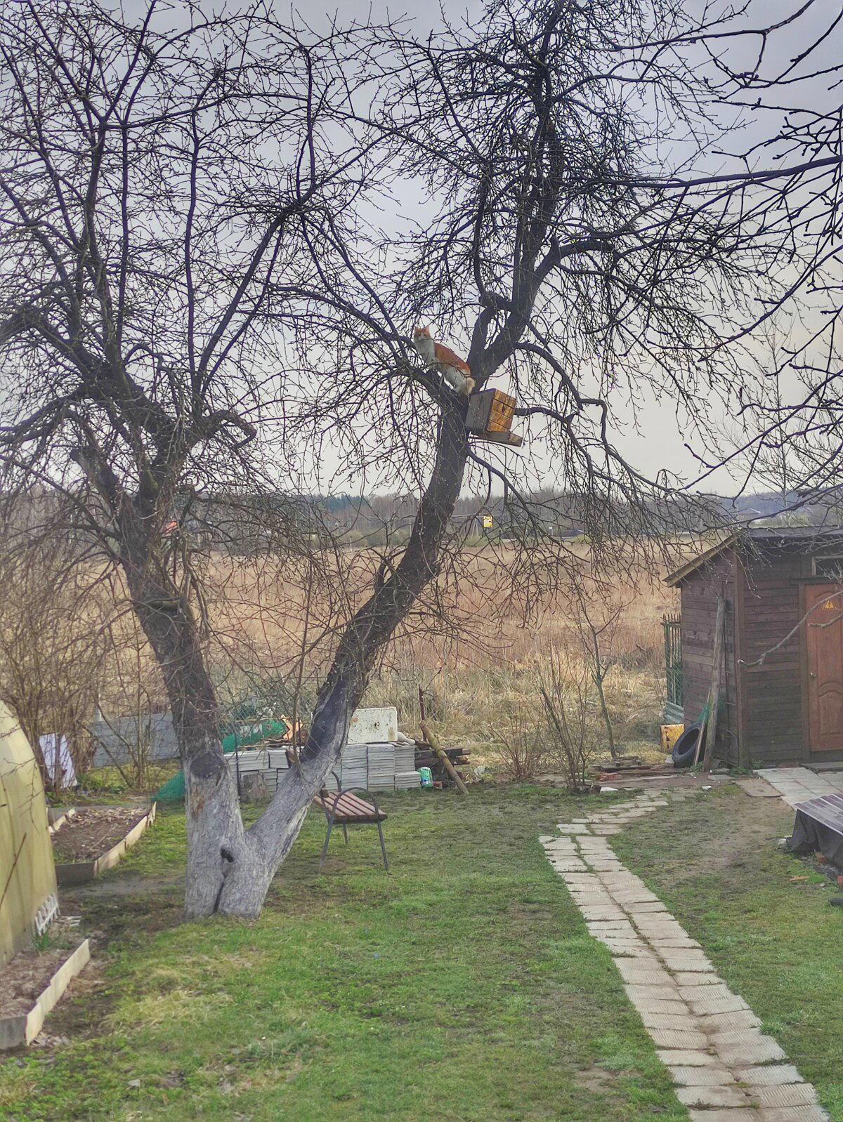 Птичку захотелось мальчику