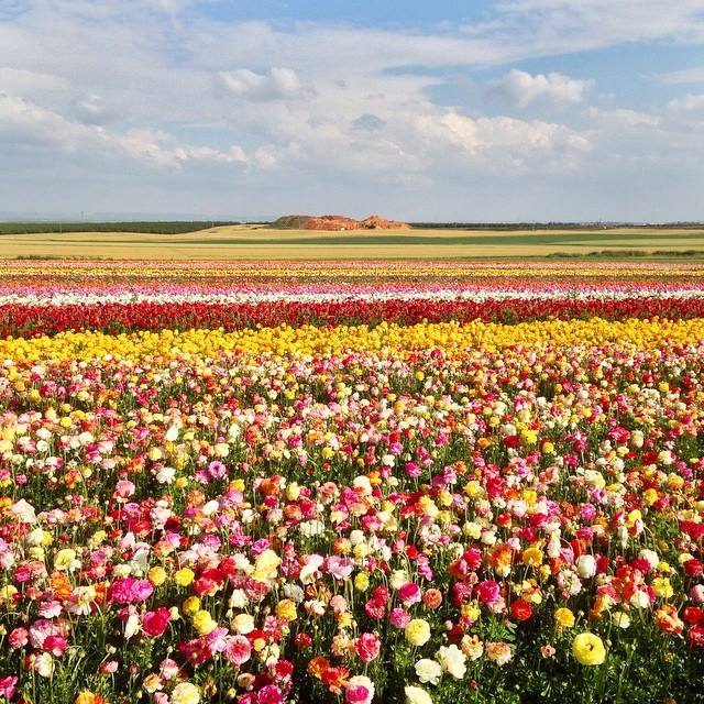 Лютики-цветочки у меня в садочке