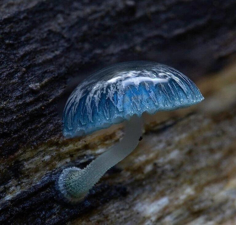 Мицена голубая (Mycena interrupta)