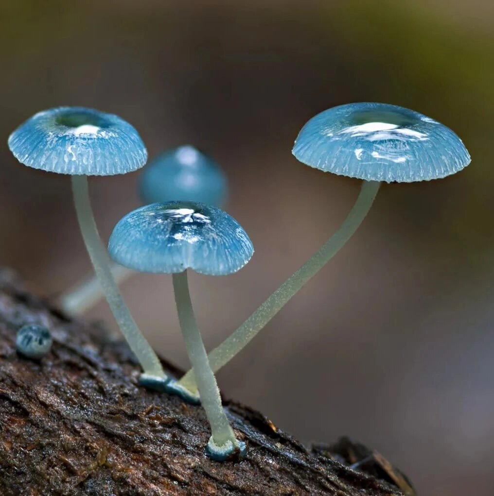 Мицена голубая (Mycena interrupta)