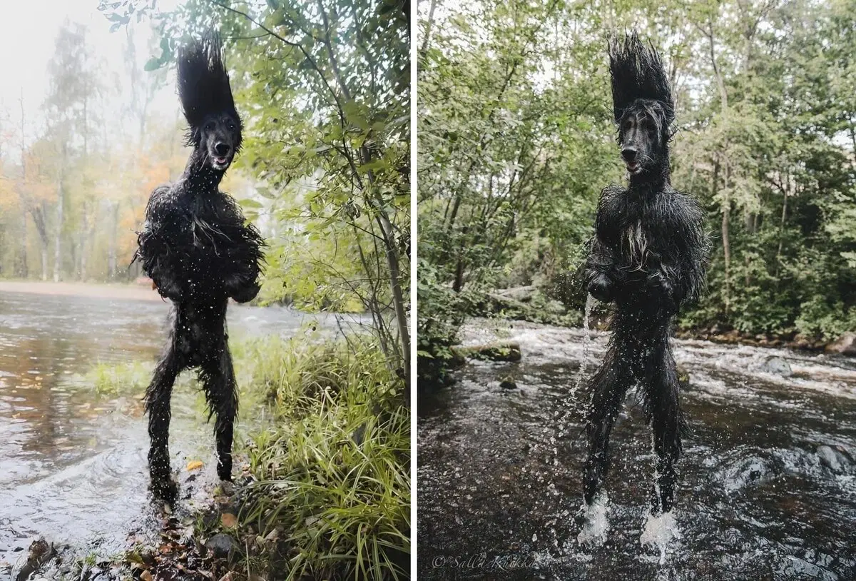 Португальская водяная собака