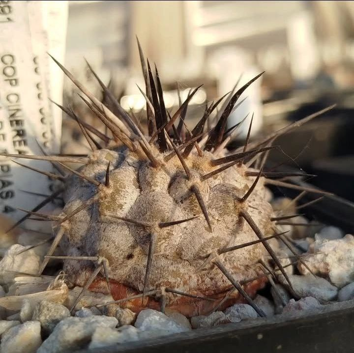  Copiapoa cinerea 