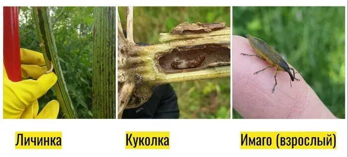 Какие виды животных могут уничтожить борщевик?