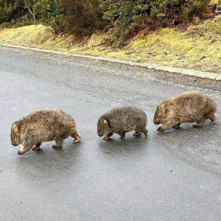The Vombats