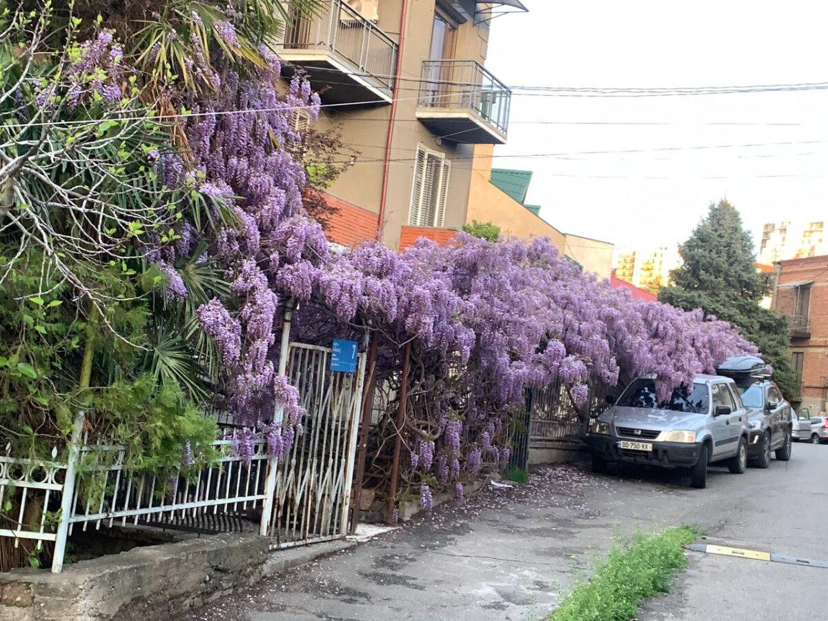 На улицах Тбилиси