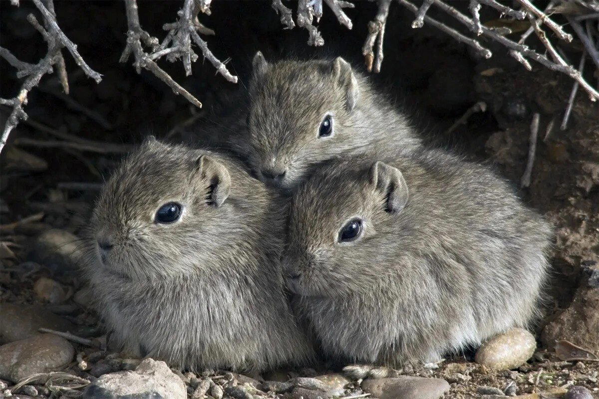 Моко (Kerodon rupestris)