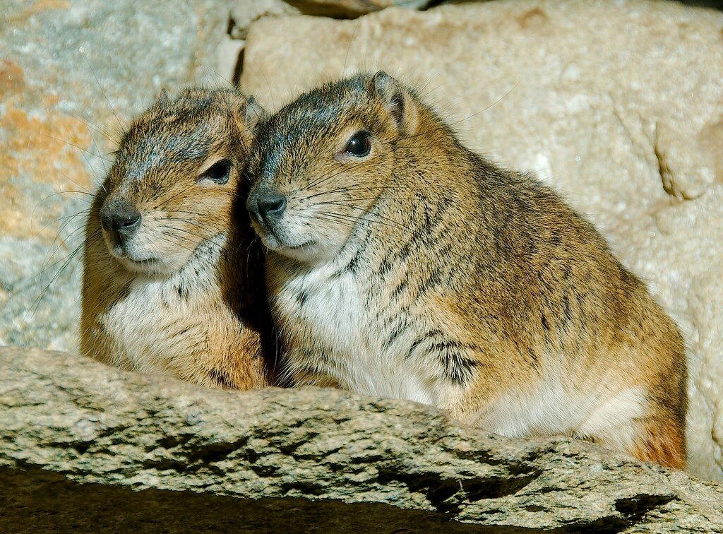 Моко (Kerodon rupestris)