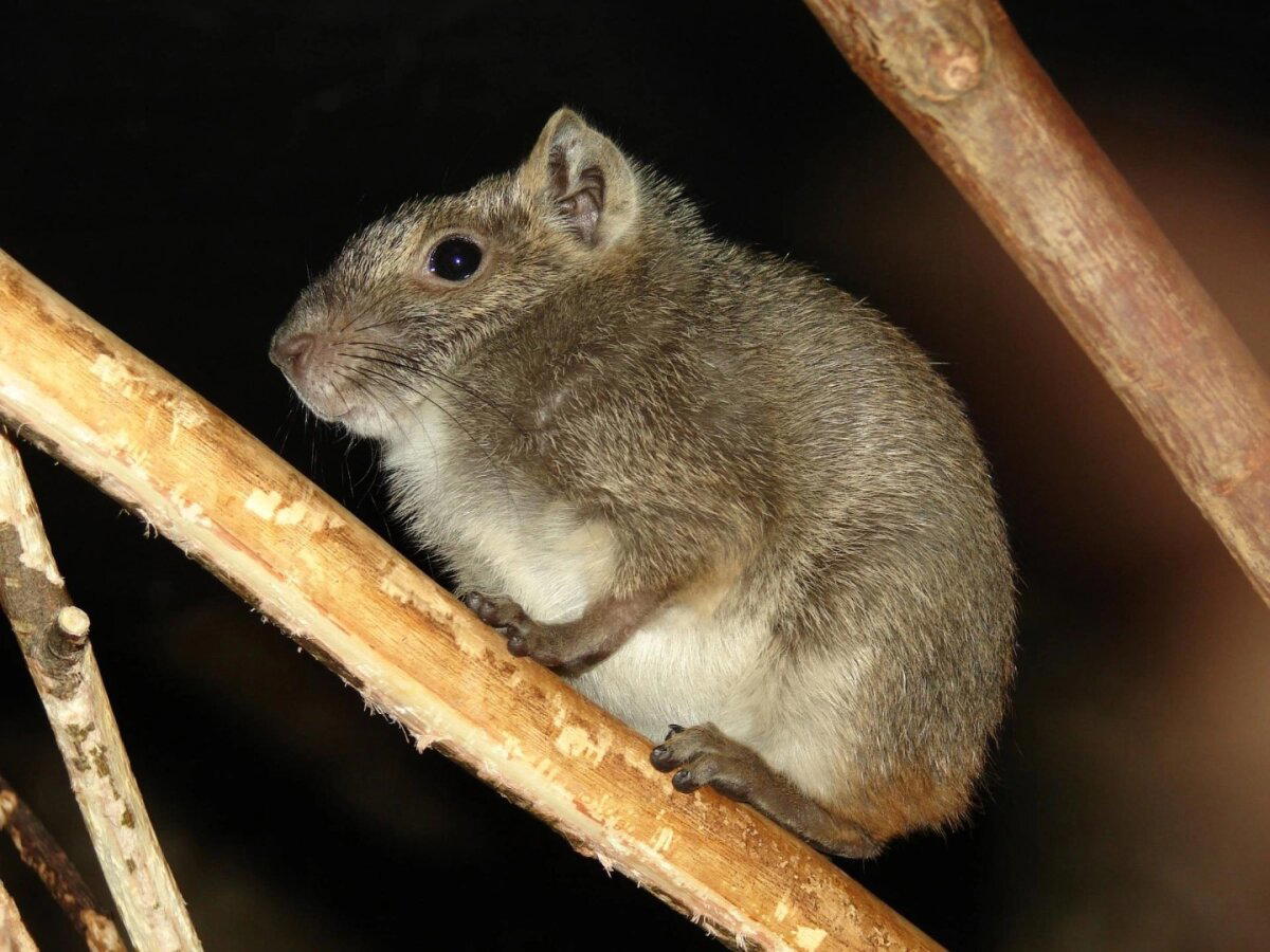 Моко (Kerodon rupestris)