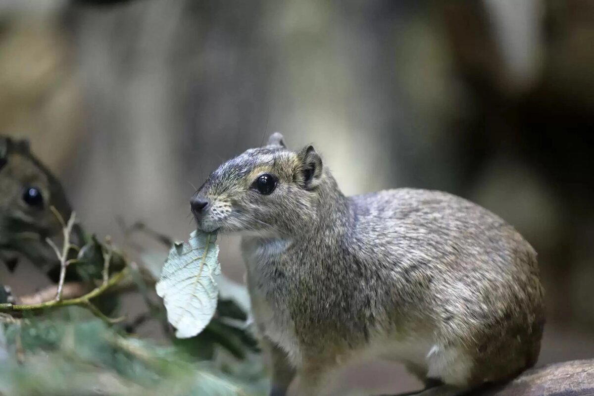 Моко (Kerodon rupestris)