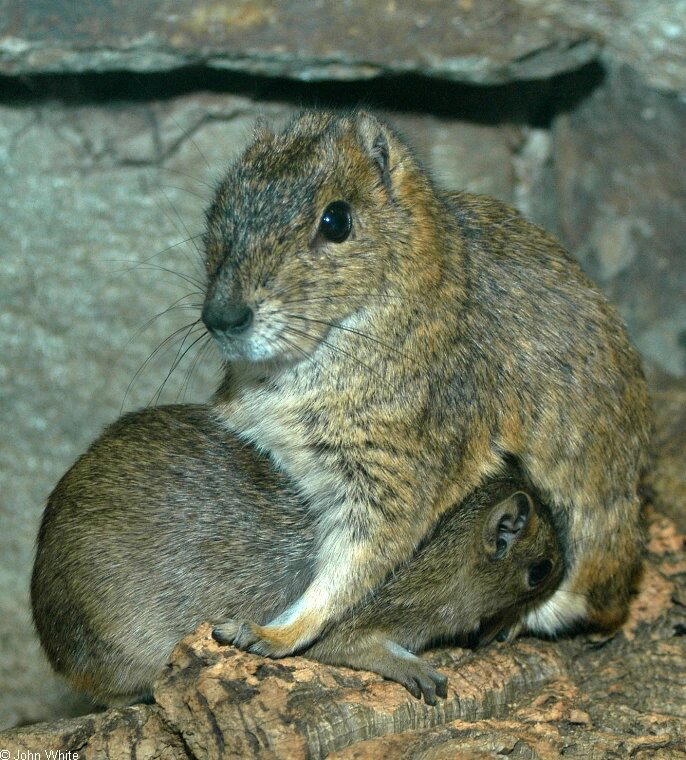 Моко (Kerodon rupestris)