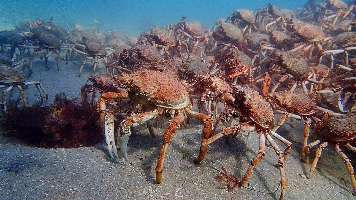 Камчатский краб (Paralithodes camtschaticus)