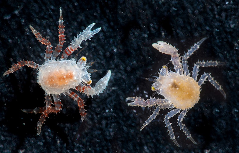 Камчатский краб (Paralithodes camtschaticus)