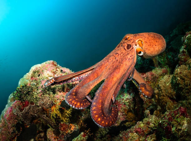 Камчатский краб (Paralithodes camtschaticus)