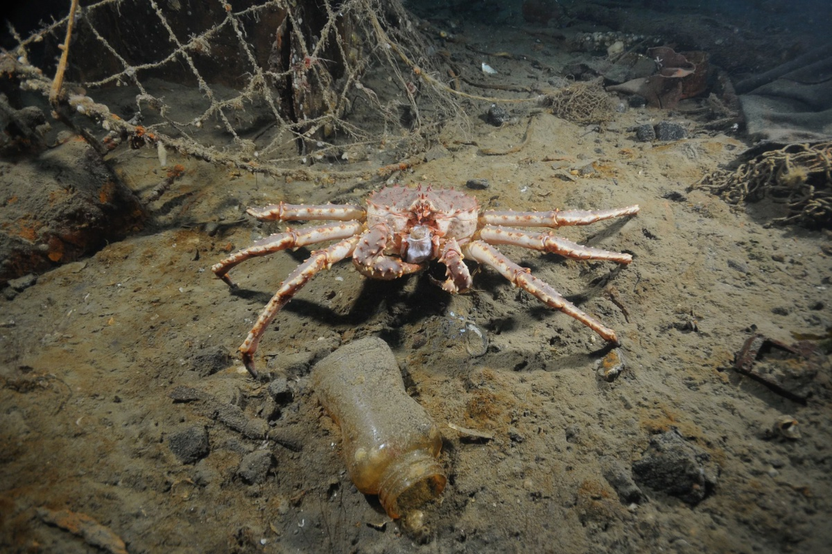 Камчатский краб (Paralithodes camtschaticus)