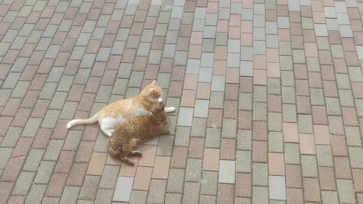 Котики ждут солнца