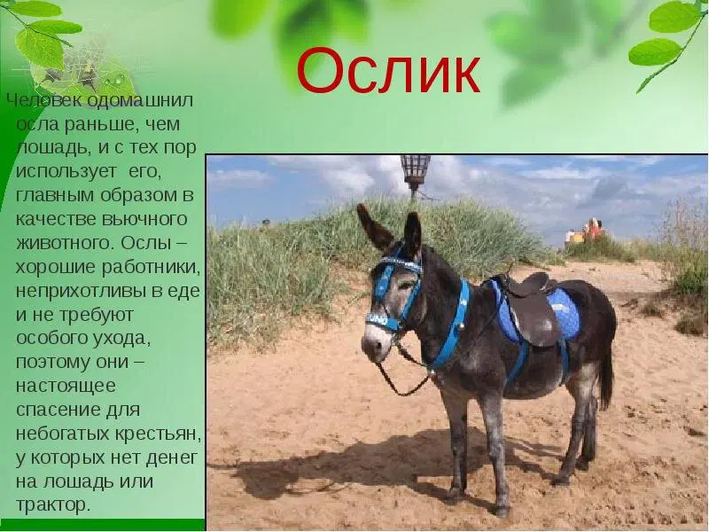 Всемирный день осла