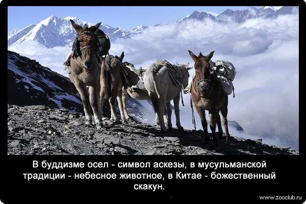 Всемирный день осла