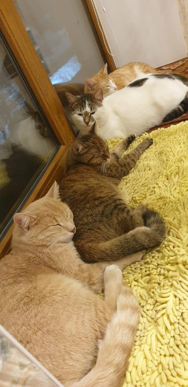 Котоповал