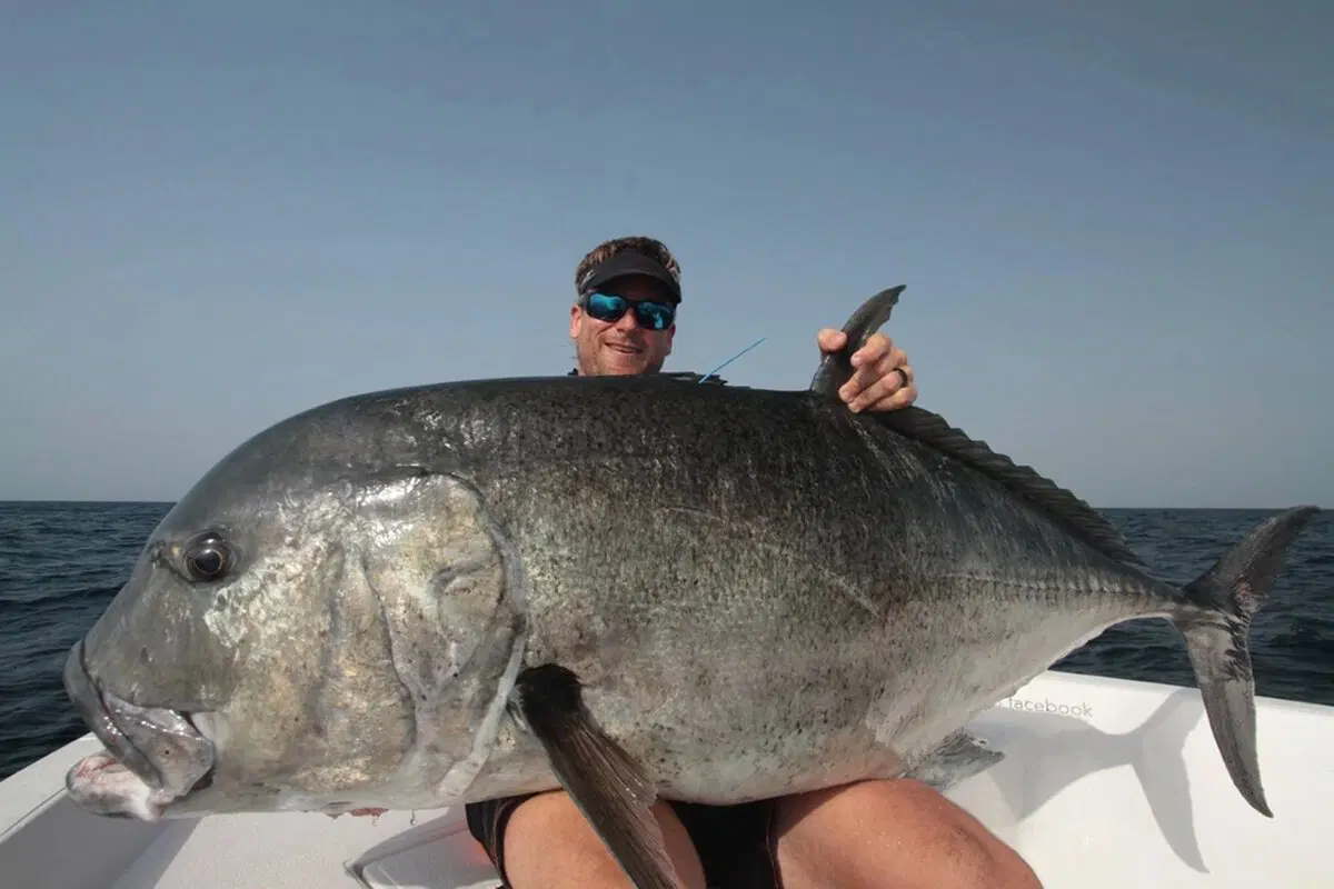 Гигантский каранкс (Caranx hippos)