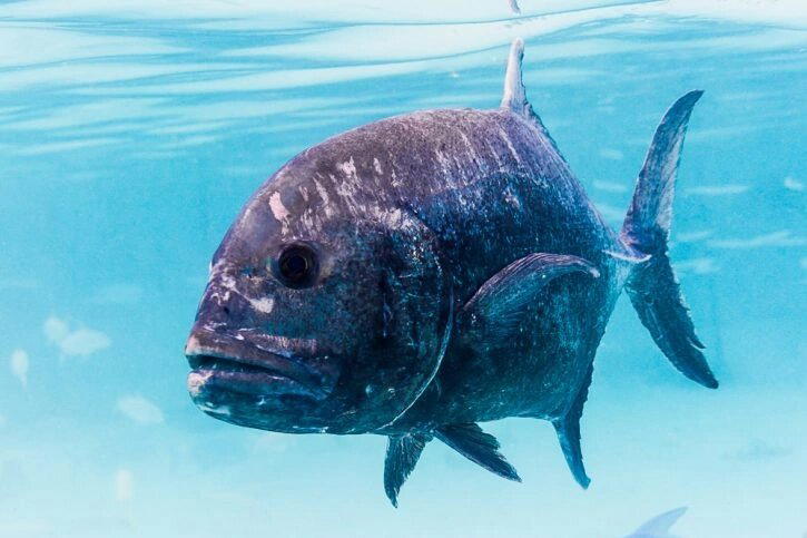 Гигантский каранкс (Caranx hippos)