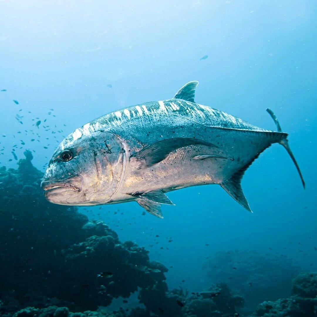 Гигантский каранкс (Caranx hippos)