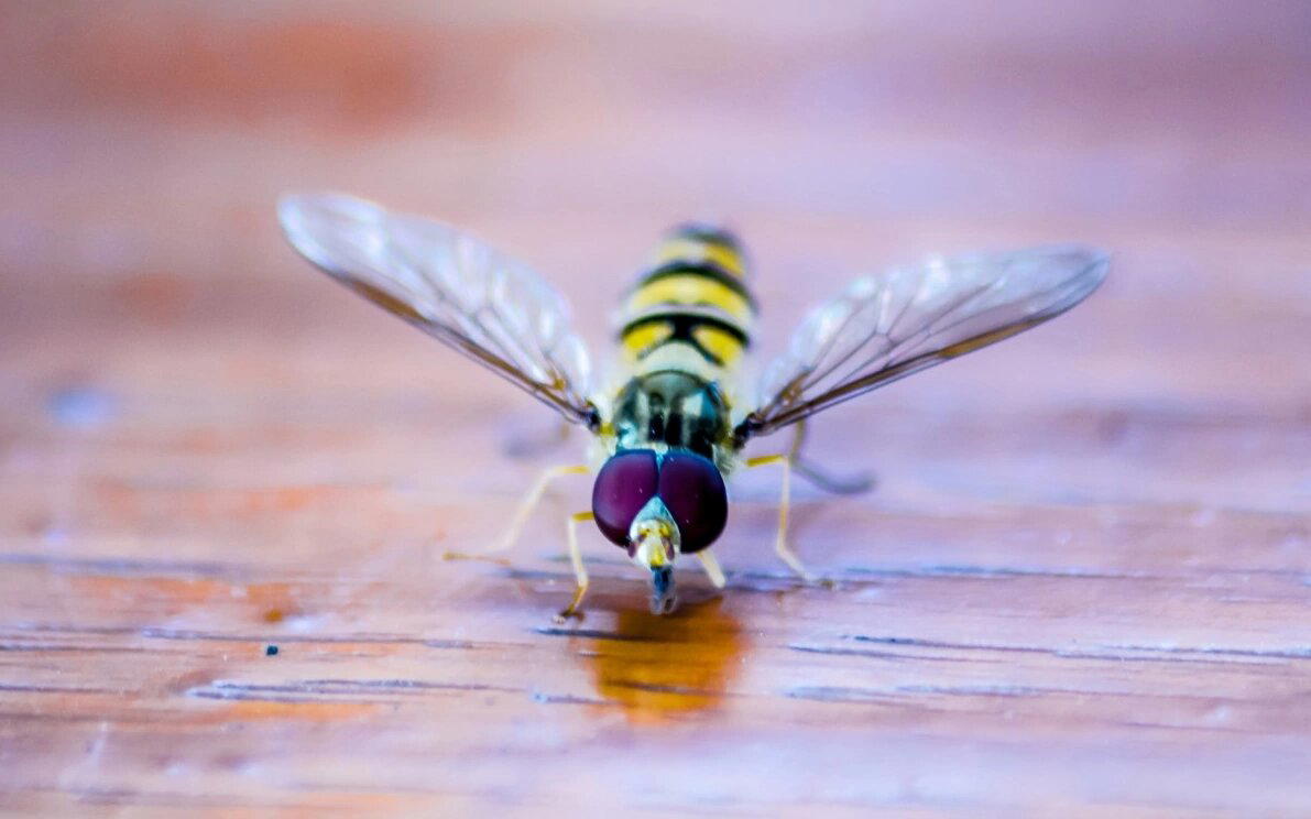 Журчалки (Syrphidae)
