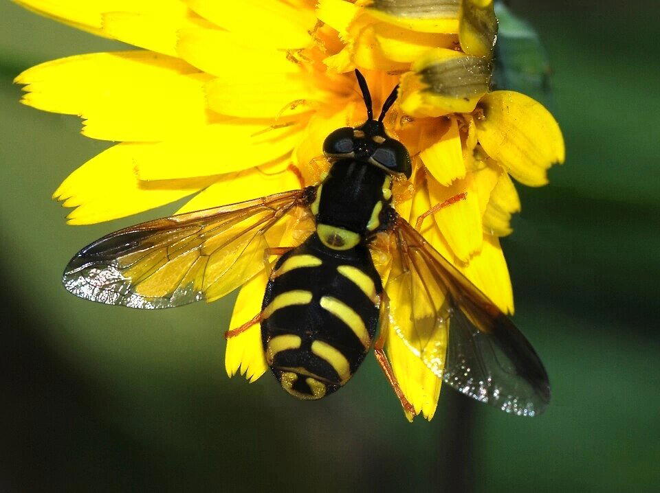 Журчалки (Syrphidae)