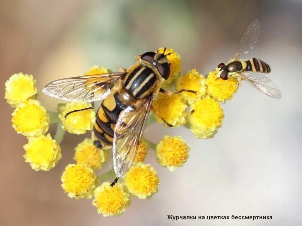 Журчалки (Syrphidae)
