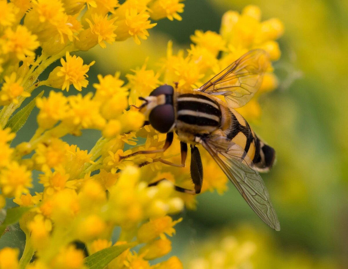 Журчалки (Syrphidae)