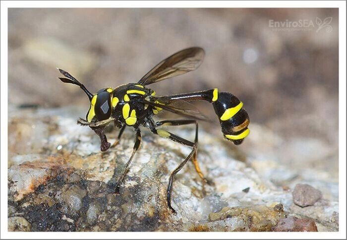 Журчалки (Syrphidae)
