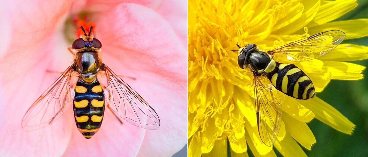 Журчалки (Syrphidae)