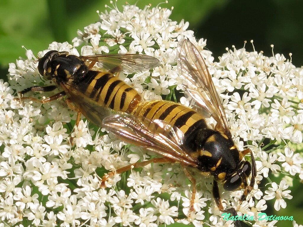 Журчалки (Syrphidae)