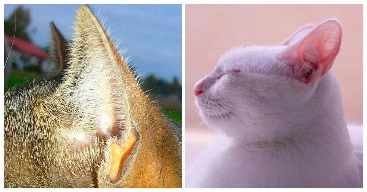 Зачем кошкам второе маленькое ушко на основном ухе?